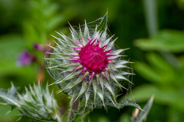 Nickende Distel (Carduus nutans)