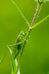 Grünes Heupferd (Tettigonia viridissima)
