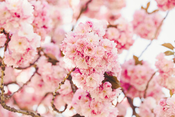 Fresh sakura tree branch with flowers on a blurred background. Pink pastel floral backdrop. Spring concept. Close up, soft selective focus, copy space