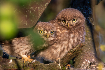 Steinkauz (Athene noctua) Jungvogel