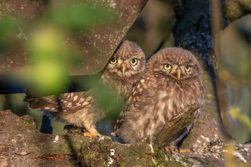 Steinkauz (Athene noctua) Jungvogel