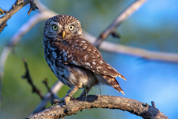Steinkauz (Athene noctua)
