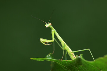 Mantis lives on weeds in the North China Plain