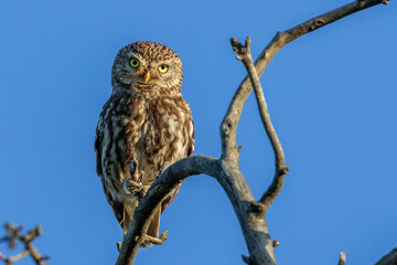 Steinkauz (Athene noctua)