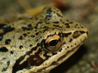The common toad, European toad, Bufo bufo