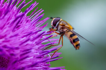Schwebfliege an Nickender Distel