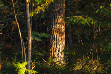 Sunset rays lit the forest environment. Branches and trunks of trees, grass and bushes.