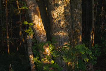 Sunset rays lit the forest environment. Branches and trunks of trees, grass and bushes.