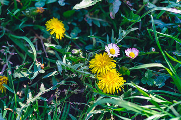 Green field of yellow dandelions and pink bellis or daisy flowers. Nature background. Spring concept. Selective focus, close up © Agata25
