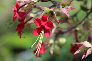 Obraz premium red and white flower