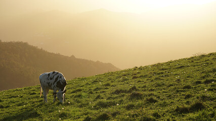 Vacas en la montaña