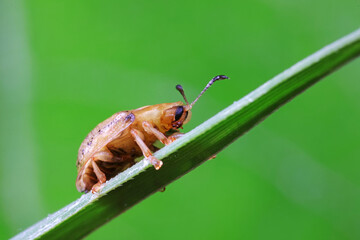 Carabidae insect live on green leaves