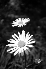 訴えかえる花たち