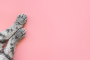 Paws of a gray cat on pink background. Top view, minimalism. Cute picture. Concept of pets, cat...
