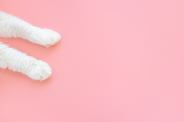 Paws of a white cat on a pastel pink background. View from above. Pet care concept. Copyspace,...
