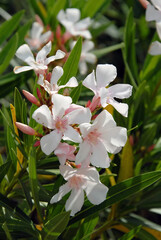 Ville de Carnoux-en-Provence, département des Bouches-du-Rhône, france