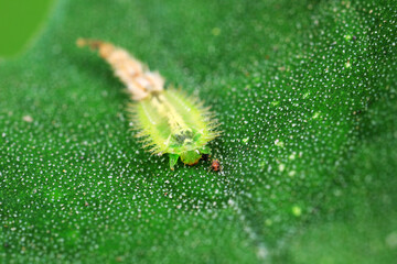 Carabidae insect larva live on green leaves