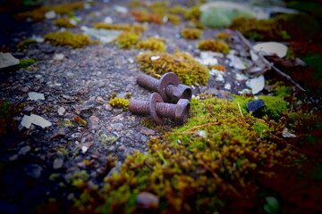 moss on the stone