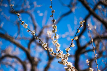梅と空