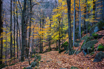 Autumn colors in the forest
