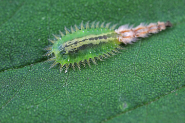 Carabidae insect larva live on green leaves