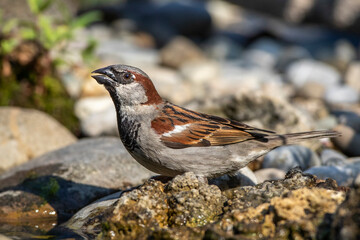 Haussperling (Passer domesticus) Männchen