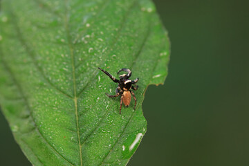 Flies on plants in the nature, North China Plain