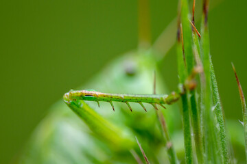 Grünes Heupferd (Tettigonia viridissima)