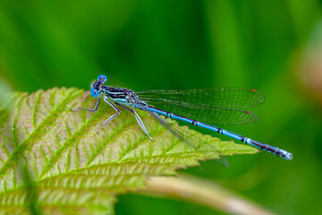 Pokaljungfer (Erythromma lindenii) Männchen