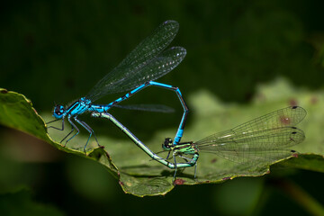 Hufeisen-Azurjungfer (Coenagrion puella) Paarung