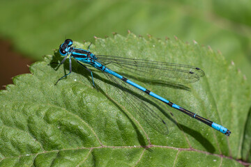 Hufeisen-Azurjungfer (Coenagrion puella) Männchen