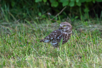 Steinkauz (Athene noctua)