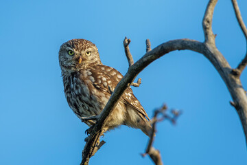 Steinkauz (Athene noctua)