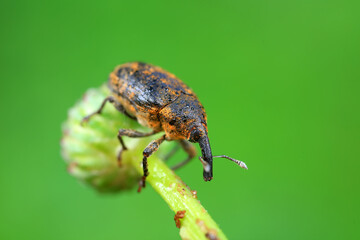 Weevil crawling on wild plants, North China