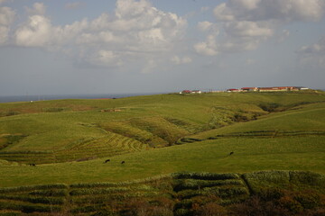 Obraz premium 宗谷丘陵 放牧 牛 北海道 稚内市 日本 - Many Cows and Green grass swaying in the wind at Soya Hills in Hokkaido, Japan 