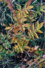 Field grass close-up on a sunny day