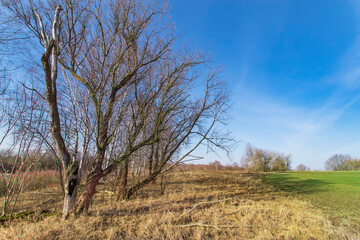 Dry trees and green grass on a sunny spring day.