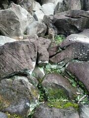 stone wall with moss