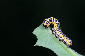 Lepidoptera Noctuidae larvae live on wild plants, North China