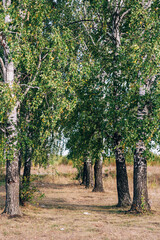 Several birch trees growing in a row in the summer