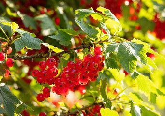 Ripe red currants (Ribes rubrum) in homemade garden. Fresh bunch of natural fruit growing on branch on farm. Close-up. Organic farming, healthy food, BIO viands, back to nature concept