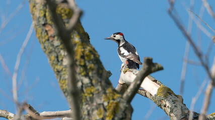 Syrian woodpecker dendrocopos syriacus in tiszagyenda hungary