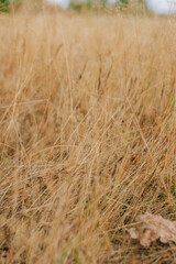Fototapeta premium Field grass close-up on a sunny day