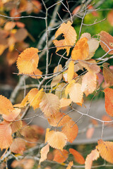 Yellow autumn birch leaves on a branch