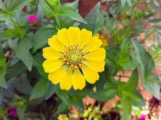 flower in the garden