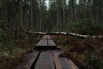 Obraz premium Obstacle in the forest 