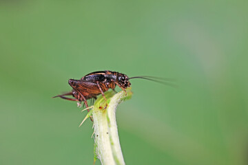 Cricket nymphs inhabit wild plants in North China