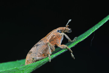 Weevil on green leaves, North China Plain
