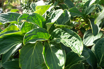 メディニラ 火の鳥