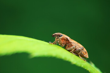Weevil on green leaves, North China Plain